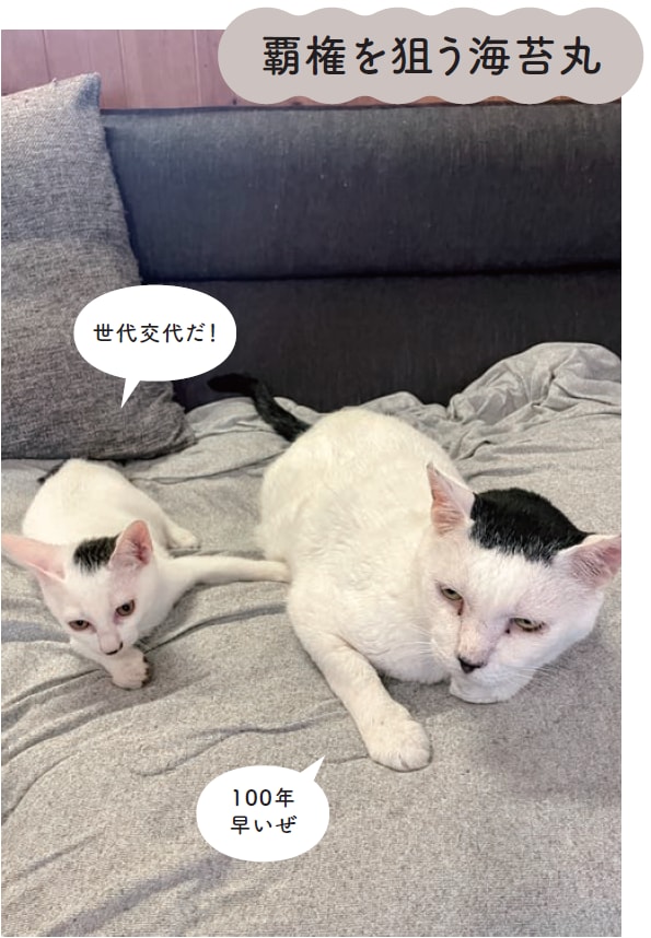 画像出典：『磯辺海苔男という猫』（辰巳出版）