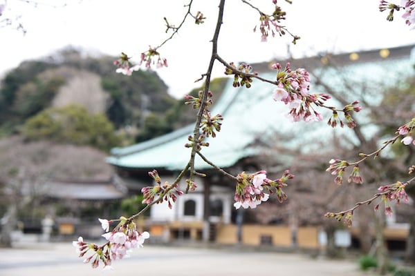 材木座の光明寺の咲き始めた桜