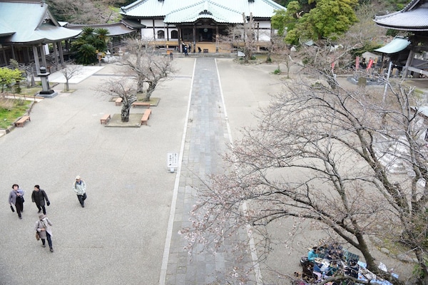 光明寺山門楼上から見た境内の桜の様子
