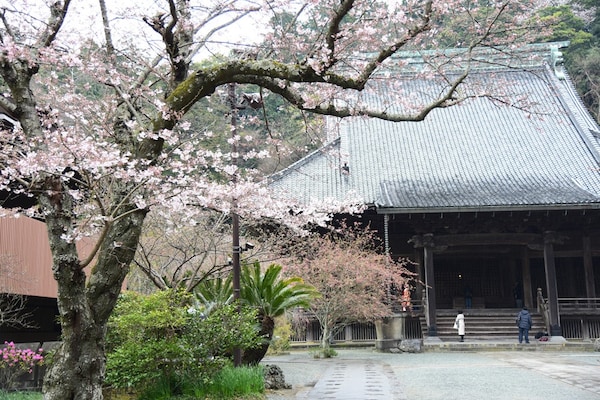 妙本寺の桜は開花が進んでいる。海棠はこれから