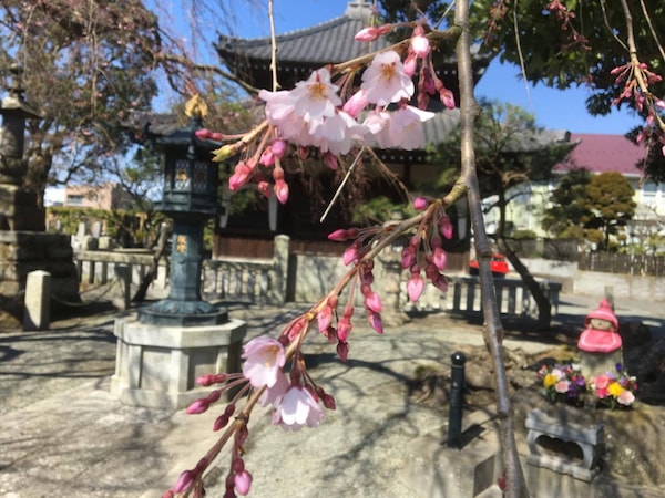 咲き始めていた本覚寺の枝垂れ桜