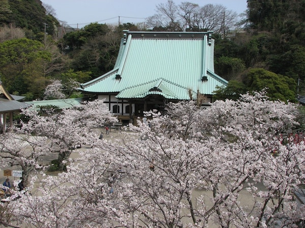 山門楼上から眺めた光明寺境内の桜(昨年以前に撮影)