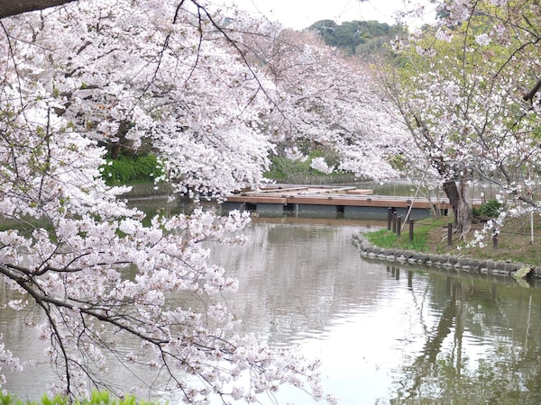 鶴岡八幡宮境内の源氏池の桜が見頃に(2017年4月6日撮影)