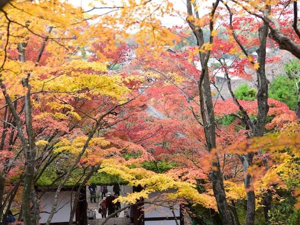 常寂光寺の紅葉は、「ここ数年で一番きれい」という人がいるくらいの色付き