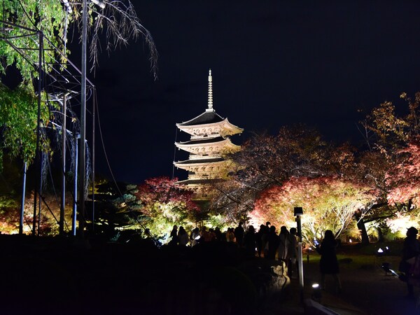 秋の京都でイチオシなのは、東寺の夜間ライトアップ