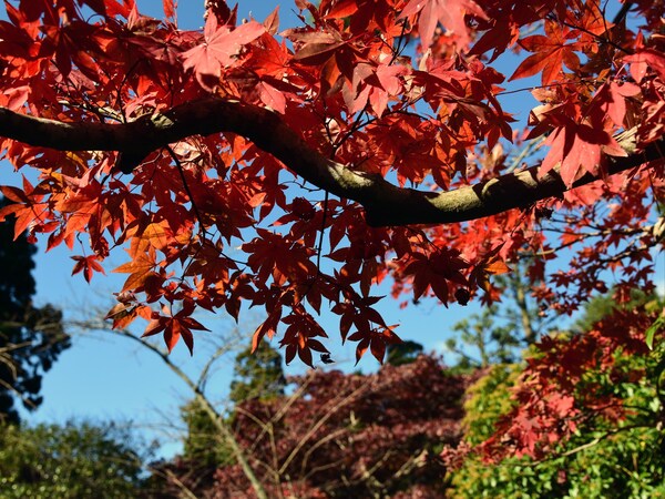 熱海市の「植物研究園」の紅葉が見頃を迎えている