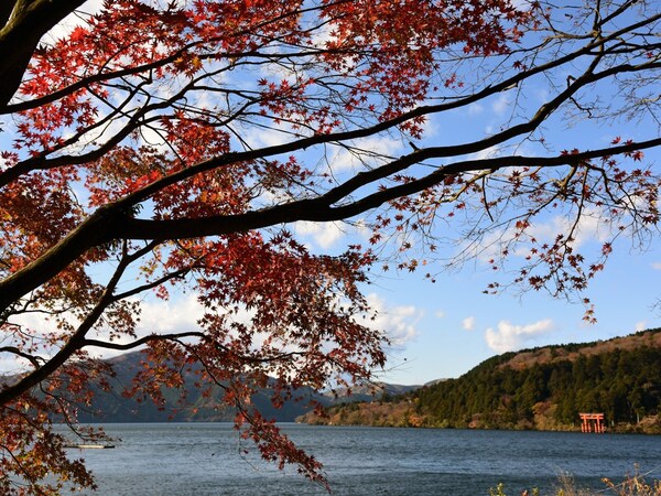 芦ノ湖畔の紅葉は終わりに近づいているので、お早めに！