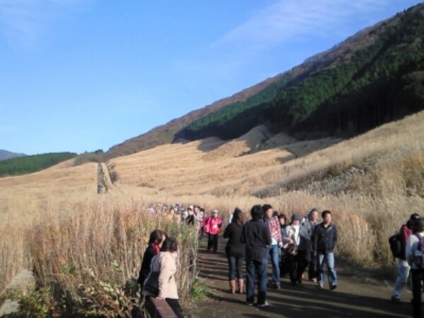 仙石原の黄金色に輝く すすき草原 がおすすめ ドライブ All About 仙石原の黄金色に輝く すすき草原 がおすすめ ドライブ All About