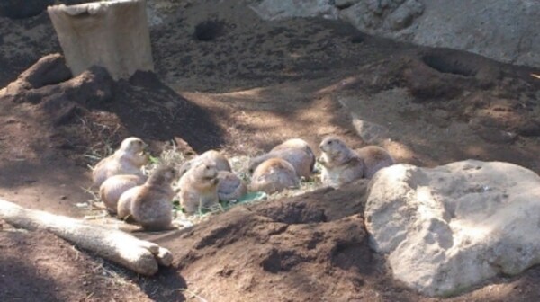 無料なのに1日楽しめる 江戸川区 自然動物園 動物園 All About 無料なのに1日楽しめる 江戸川区 自然動物園 動物園 All About
