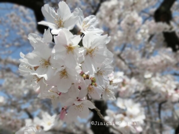桜の撮影術、3つのポイントで簡単ステップアップ [写真撮影] All About