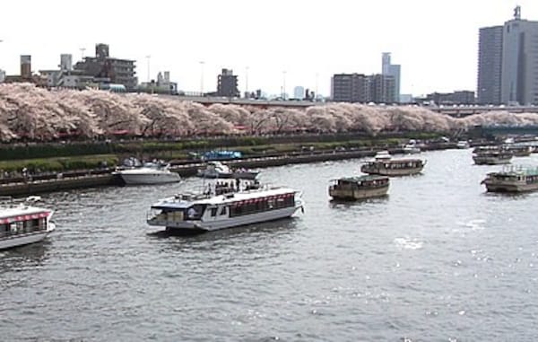 隅田川の桜を水上から お花見乗合屋形船 東京の観光 旅行 All About