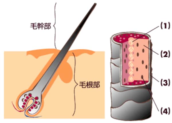 悩み多き時期には要注意! ストレスと白髪の関係  悩み多き時期には要注意! ストレスと白髪の関係