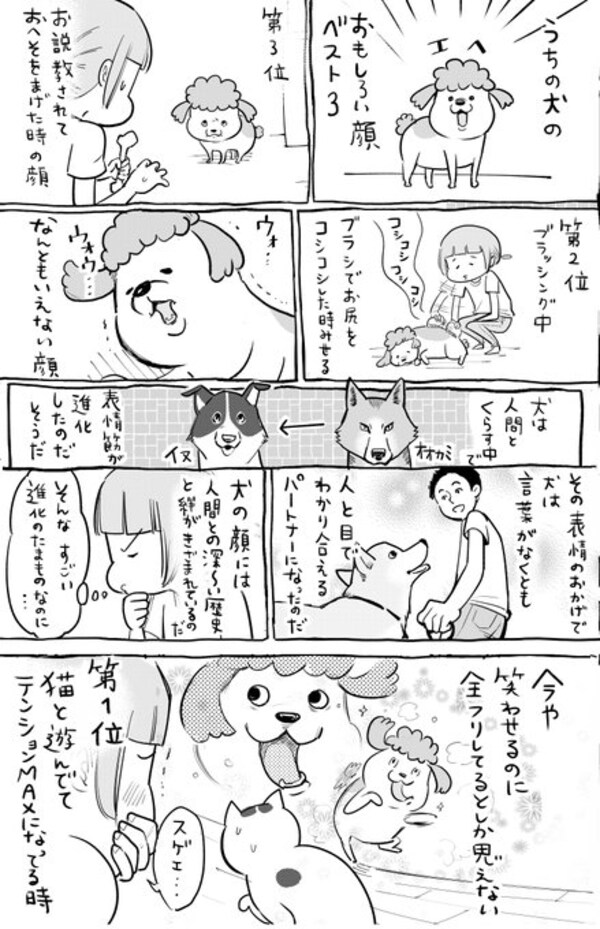 あまりのはしゃぎっぷりに顔面崩壊する犬とひたすら顔を隠す猫 どちらも表情豊かで楽しい Facebook Navi フェイスブックナビ