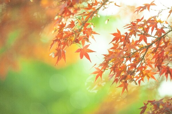 5. Capture the Leaves at a Time of Day When the Light is Soft
