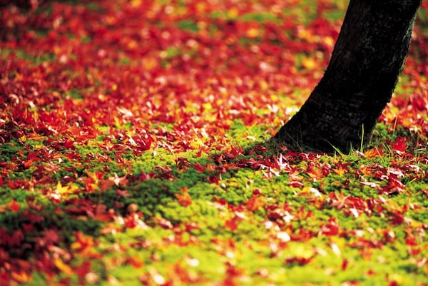 3. Colorfully Scattered Fallen Leaves Are Also a Photo Opportunity