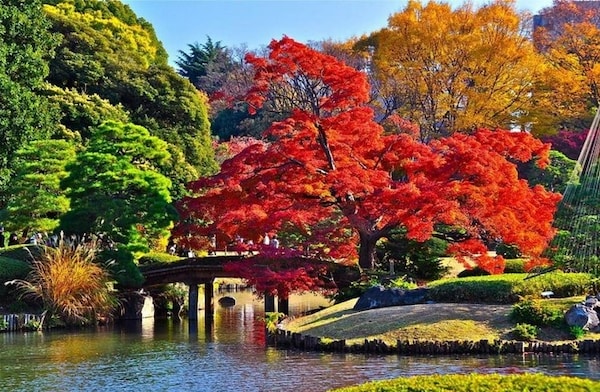 A Muslim-Friendly Autumn Trip around Tokyo | All About Japan