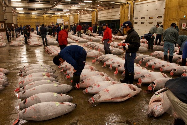 7. ตลาดปลา Tsukiji กำลังจะย้าย