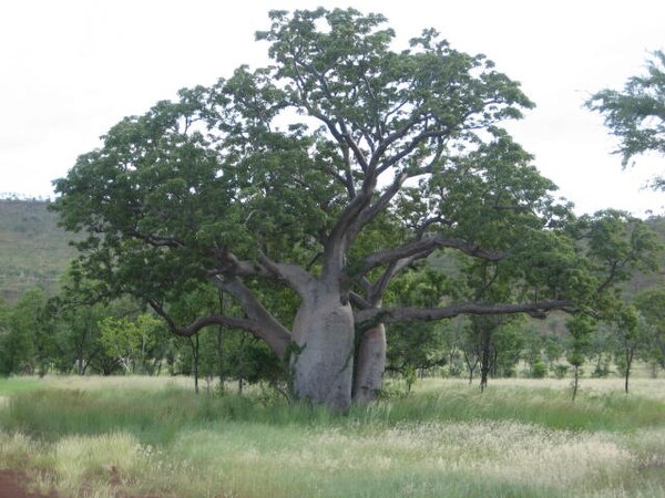 Australia — Baobabs