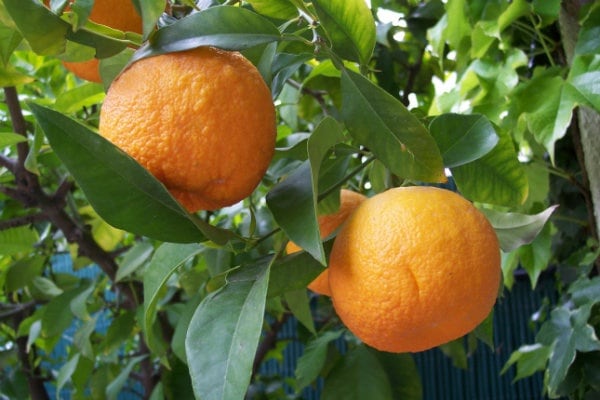 다이다이-  떫은 일본 오렌지