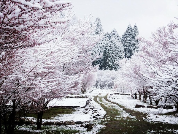 3. You Could Catch Cherry Blossoms with Snow