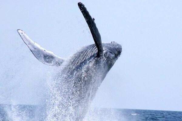 1. Whale Watching Cruises