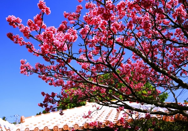 5. Winter Cherry Blossom Festivals