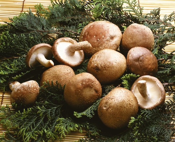 8. Shiitake Mushrooms