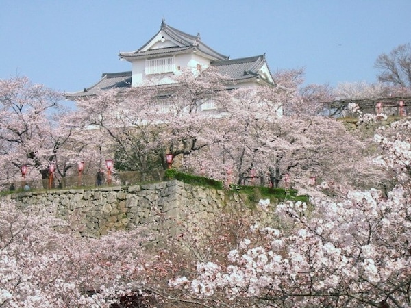 8. Chugoku: ปราสาท Tsuyama