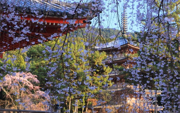 京都花見期比其他地區來的長？