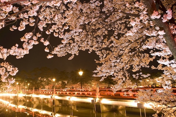 5. Sakura Festival in Ueno Park