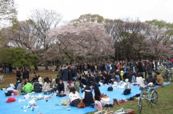 1. It's literally half of the nation getting drunk while sitting under blossoming cherry trees