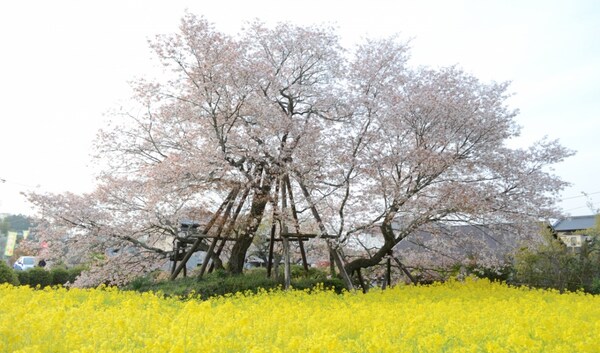 狩宿下马樱