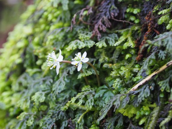 1. A Closer Look at Yakushima's Flora