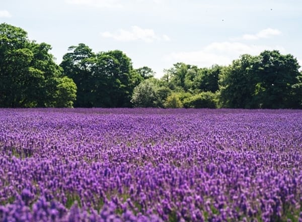 The Lavender Fields of Farm Tomita