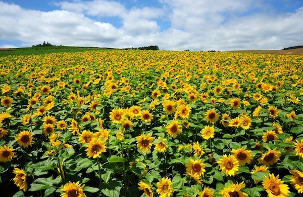 The Sunny Fields of Asahikawa