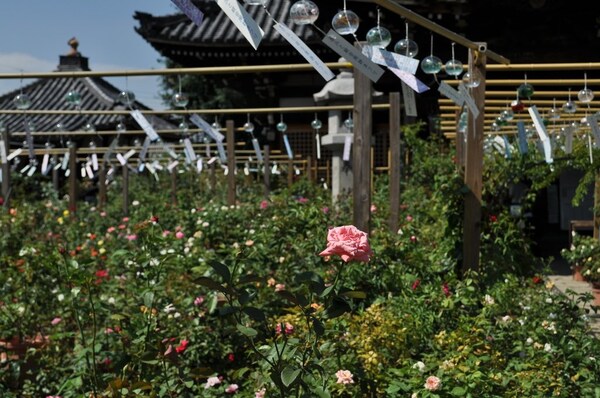 Over 2,000 Types of Roses in Bloom