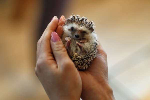 53. Visit a Hedgehog café!