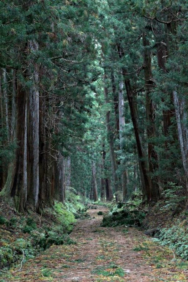 4. Cedar Trees of Nikko Suginamiki Path