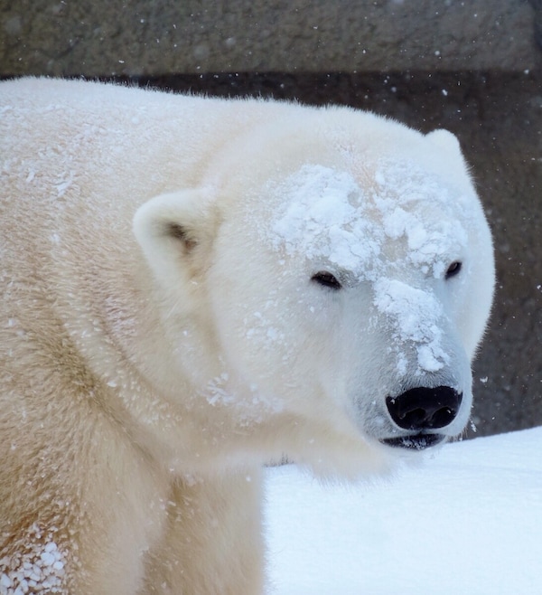 2. 札幌圆山动物园里的北极熊