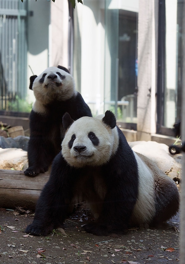 3. 上野动物园里的大熊猫