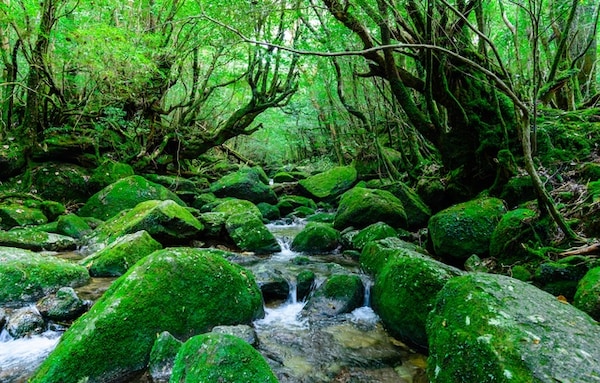 The 'Princess Mononoke' Moss Forest in Yakushima