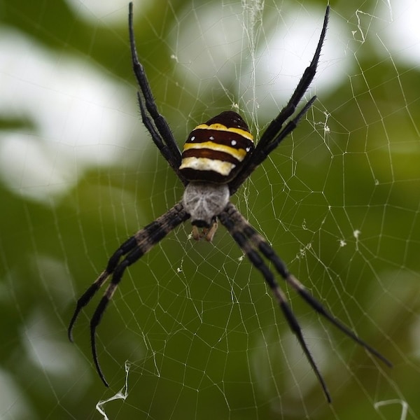 5. Kogane-gumo/Joro-gumo (Black & Yellow Garden Spider/Joro Spider)