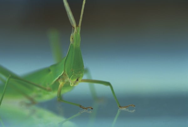 7. Grasshopper (Batta)