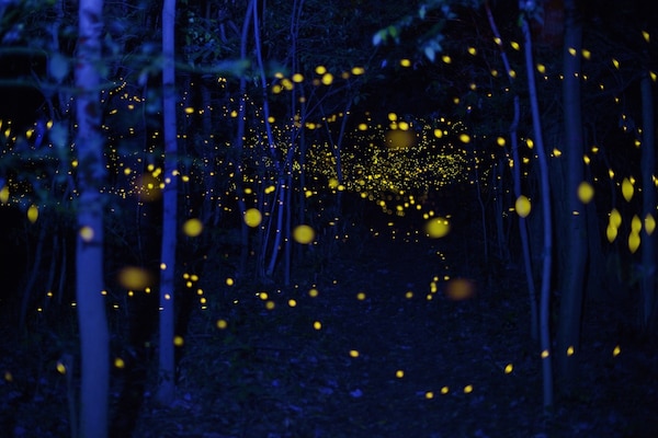 3. Firefly (Hotaru)