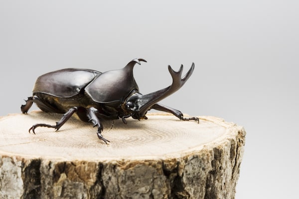 1. Rhinoceros Beetle (Kabutomushi)