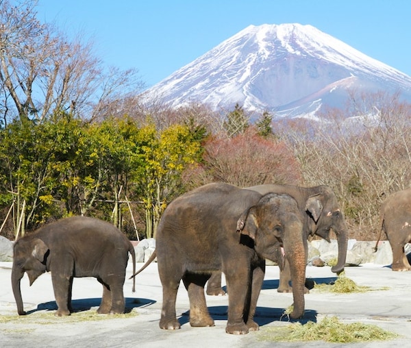 8. Fuji Safari Park (Shizuoka)