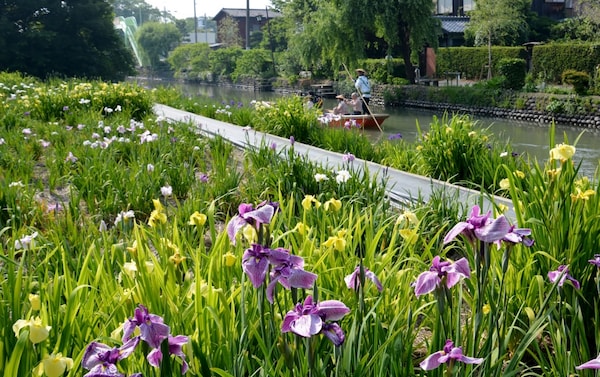 1. สวน Kabashima Iris Garden (Fukuoka)【บานช่วง : ปลายพฤษภา - กลางมิถุนา】