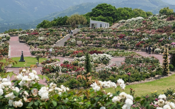 10. สวน Kanoya Rose Garden (Kagoshima)【บานช่วง  : ต้นเดือนพฤษภา - ปลายเดือนมิถุนา】
