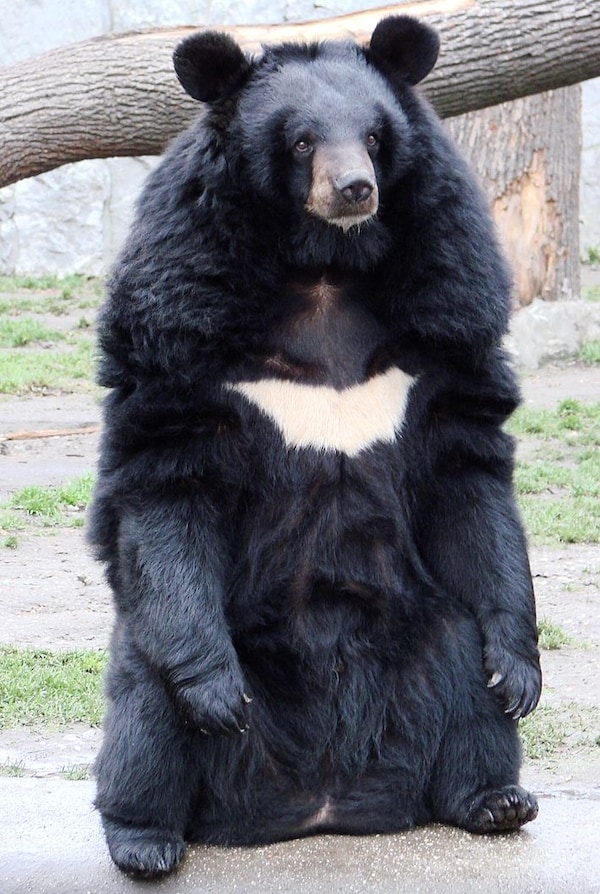 Asian Black Bear