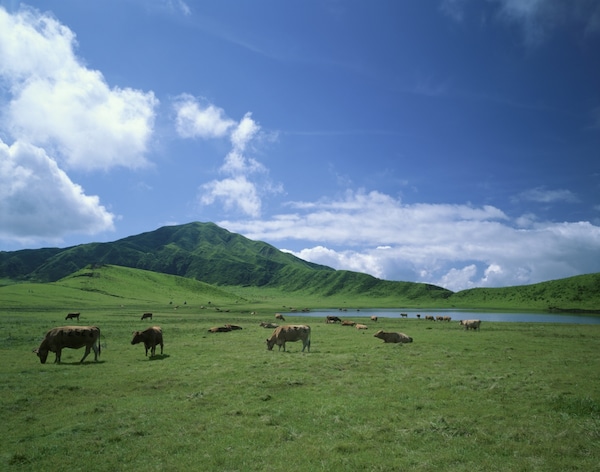 5. Kusasenri Grassland (Kumamoto)